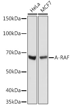 A-RAF Rabbit mAb