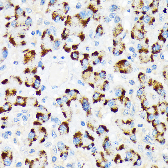 A-RAF Rabbit mAb