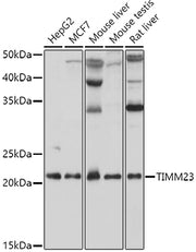 TIMM23 Rabbit pAb
