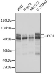 FXR1 Rabbit mAb