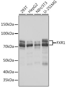 FXR1 Rabbit mAb