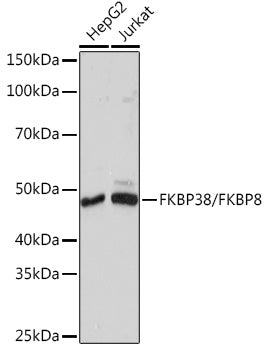 FKBP38/FKBP8 Rabbit mAb