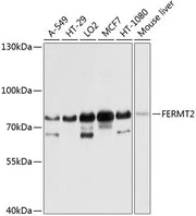 FERMT2 Rabbit pAb