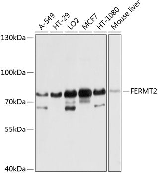 FERMT2 Rabbit pAb