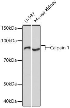 Calpain 1 Rabbit mAb