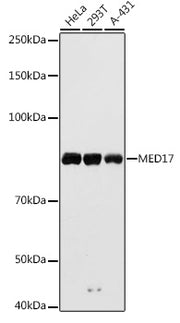 MED17 Rabbit pAb