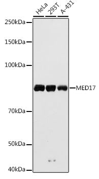 MED17 Rabbit pAb
