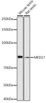 MED17 Rabbit pAb
