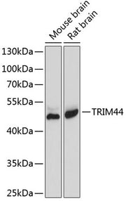 TRIM44 Rabbit pAb