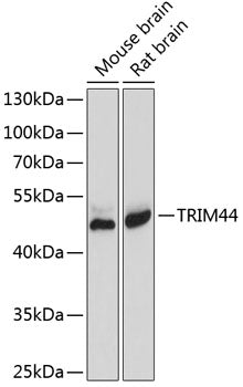 TRIM44 Rabbit pAb