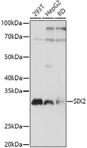 SIX2 Rabbit pAb