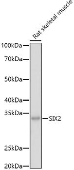 SIX2 Rabbit pAb