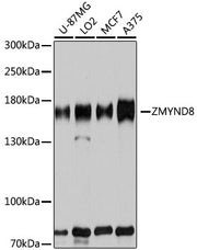 ZMYND8 Rabbit pAb
