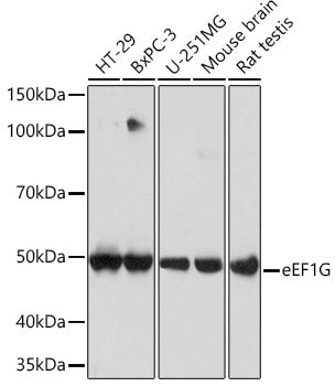 eEF1G Rabbit mAb