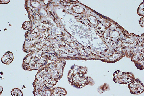 eEF1G Rabbit mAb