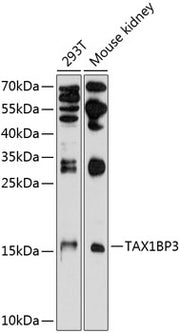 TAX1BP3 Rabbit pAb