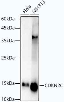 [KD Validated] CDKN2C/p18-INK4C Rabbit mAb