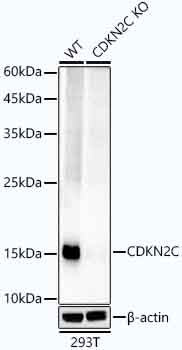 [KD Validated] CDKN2C/p18-INK4C Rabbit mAb