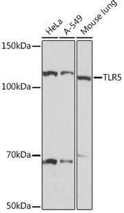 TLR5 Rabbit mAb