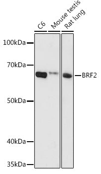 BRF2 Rabbit pAb