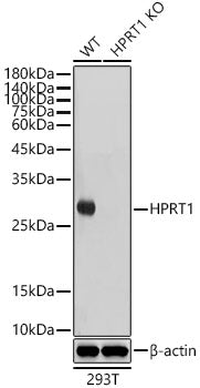 [KO Validated] HPRT1 Rabbit mAb