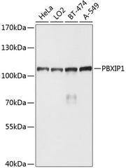 PBXIP1 Rabbit pAb