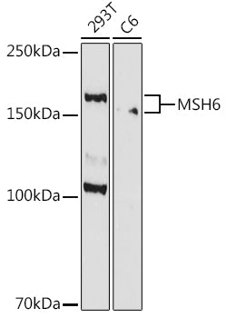 MSH6 Rabbit mAb