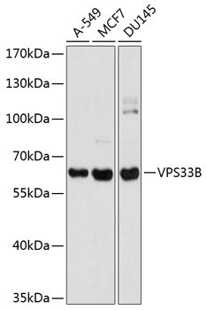 VPS33B Rabbit pAb