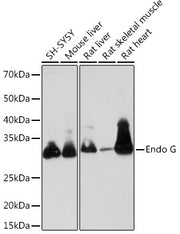 Endo G Rabbit mAb