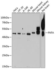 FNTA Rabbit pAb