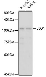 LEO1 Rabbit pAb