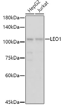 LEO1 Rabbit pAb