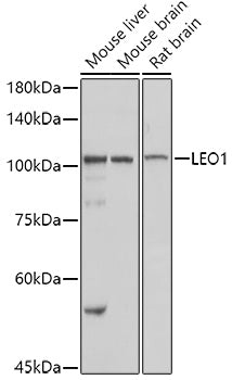 LEO1 Rabbit pAb