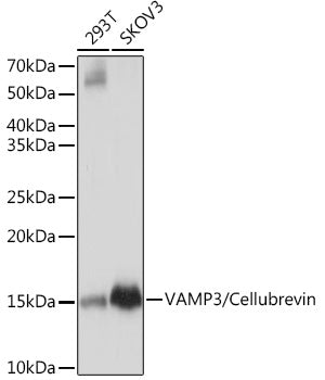 VAMP3/Cellubrevin Rabbit mAb