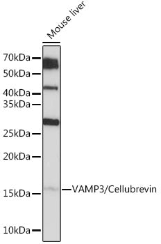 VAMP3/Cellubrevin Rabbit mAb