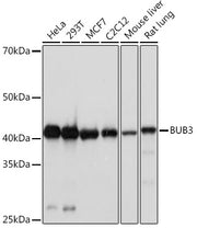 BUB3 Rabbit mAb