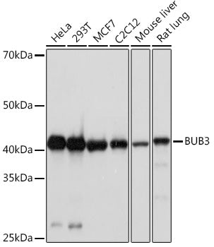 BUB3 Rabbit mAb