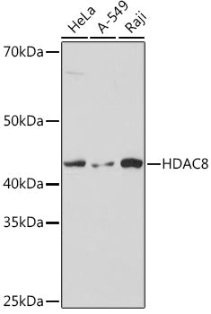 HDAC8 Rabbit mAb