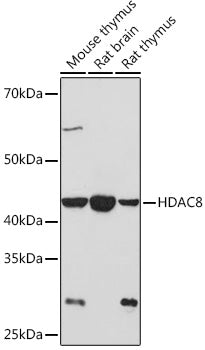 HDAC8 Rabbit mAb