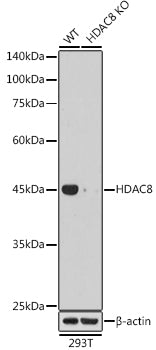 HDAC8 Rabbit mAb