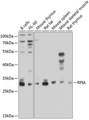 RPIA Rabbit pAb