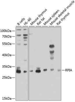 RPIA Rabbit pAb