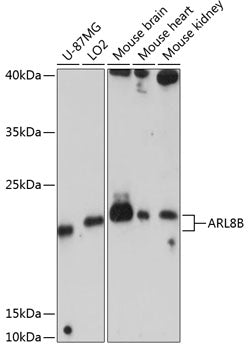 ARL8B Rabbit pAb