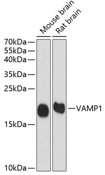 VAMP1 Rabbit pAb
