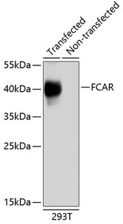 FCAR Rabbit pAb