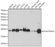 Smac/Diablo Rabbit mAb