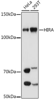 HIRA Rabbit mAb