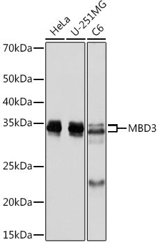 MBD3 Rabbit mAb