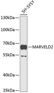 MARVELD2 Rabbit pAb