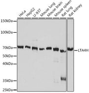 LTA4H Rabbit mAb